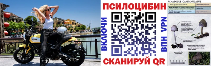 Псилоцибиновые грибы Psilocybe  Купить  Фёдоровский 